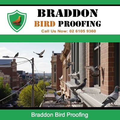 Professional bird proofing installation on commercial building in Braddon ACT
